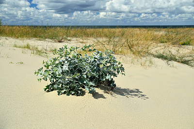 沙丘上的海杏图片下载