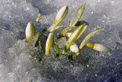 雪花莲娇嫩的花蕾图片下载