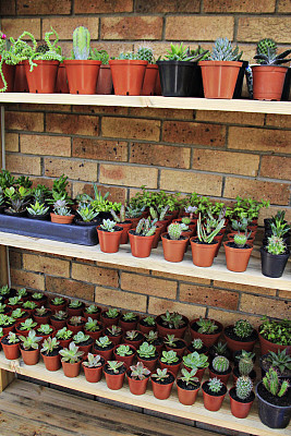 多汁的花园图片下载