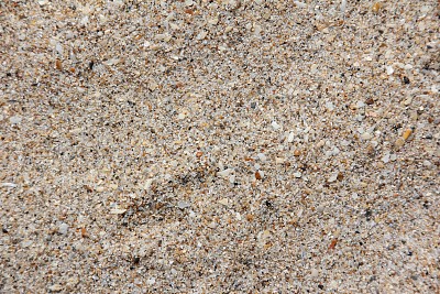 蚌壳和沙子的特写在可可海滩，佛罗里达，美国图片下载