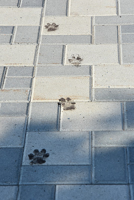 灰色铺路板上的狗的痕迹图片下载