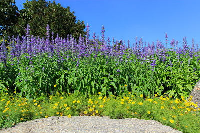 花池-蓝鼠尾草花图片下载