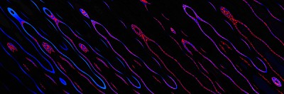 红色和蓝色的波纹图案在黑色的背景上图片下载