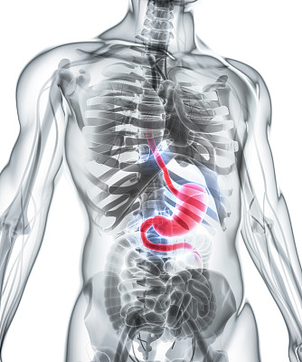 胃的3D插图。图片下载