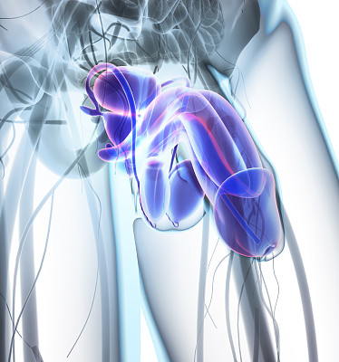 生殖系统男性，医学观念。图片下载