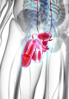 生殖系统男性，医学观念。图片下载