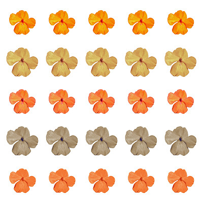 凤仙花属植物——拼贴图片下载