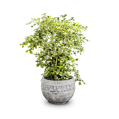 一棵古老的圆形石头盆栽树，孤立在白色的背景上图片下载