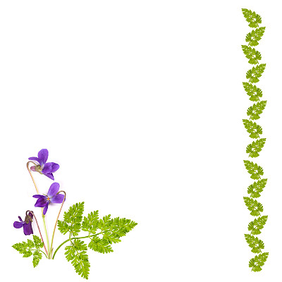 草的框架和一束紫罗兰图片下载