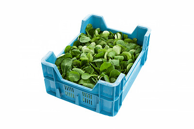 收获玉米沙拉。图片下载