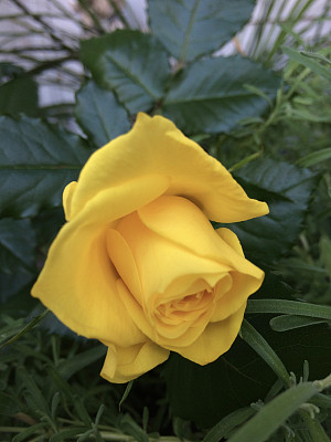 黄玫瑰图片下载