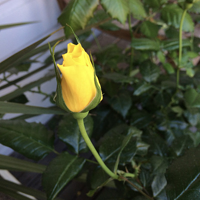 黄玫瑰图片下载