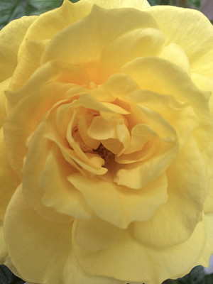 黄玫瑰图片下载