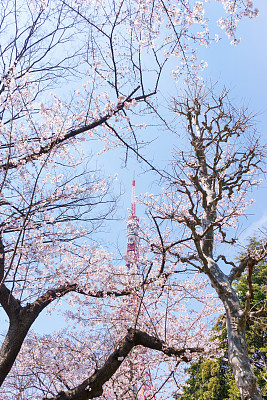 东京塔和樱花图片下载