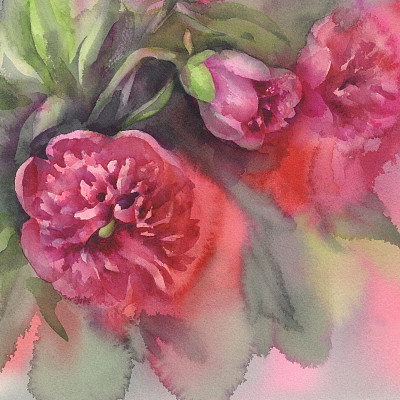 暗紫牡丹水彩素材图片