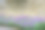 石墙旁的薰衣草排图片下载