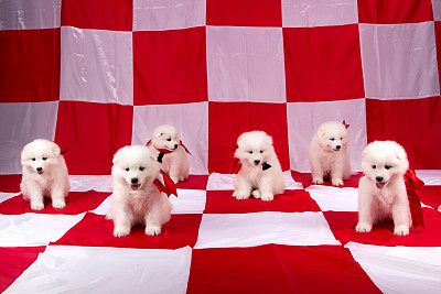 可爱的小狗萨摩耶品种的照片图片下载