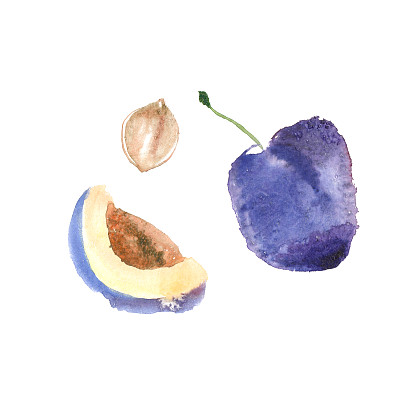 水彩成熟李子插画图片下载