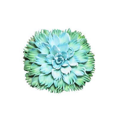 美丽的绿色肥皂雕刻花在白色图片下载