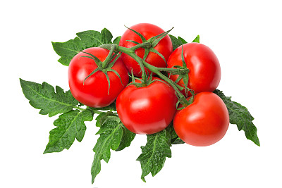 成熟的番茄，枝叶白底图片下载