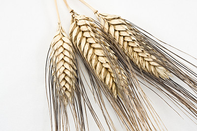 谷类植物图片下载