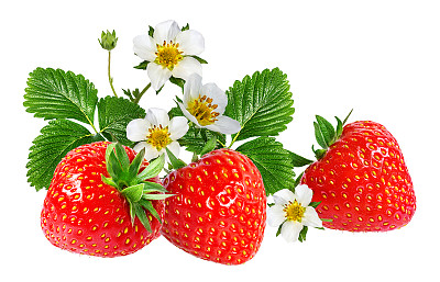 草莓和草莓花孤立在白色上图片下载