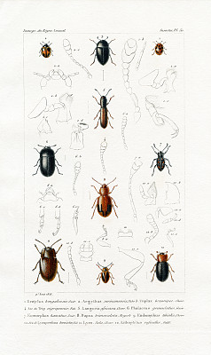 甲壳虫，古代科学印刷，1834年图片下载