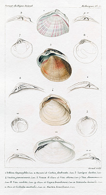 贝壳，古代科学印刷，1829年图片下载