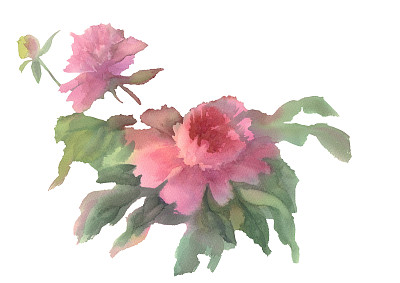 粉色牡丹水彩素材图片
