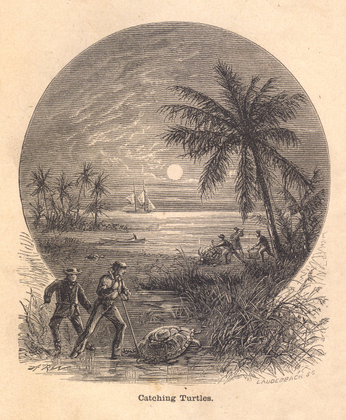 老，黑白插图的男人抓乌龟图片下载