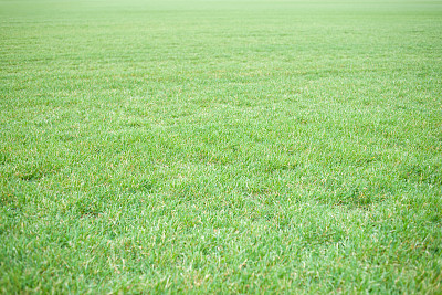 草地图片下载