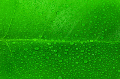 叶的背景图片下载