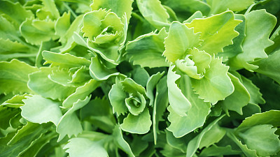 绿叶背景，特写照片图片下载