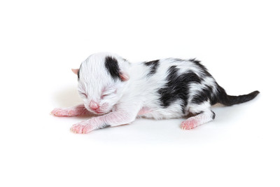 刚出生的小猫图片下载