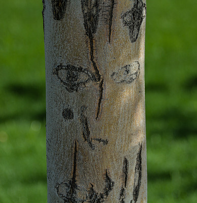 树的脸图片下载