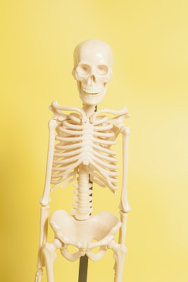 黄色背景上的人类骨架。图片下载