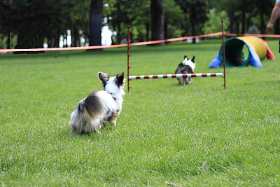 柯基犬跑双人敏捷课程图片下载