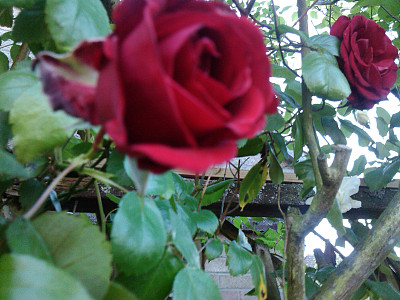 粉色的玫瑰图片下载