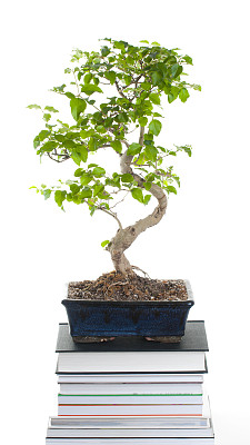 盆景的书图片下载