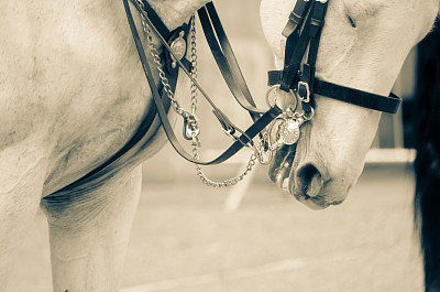 马在单色色调图片下载