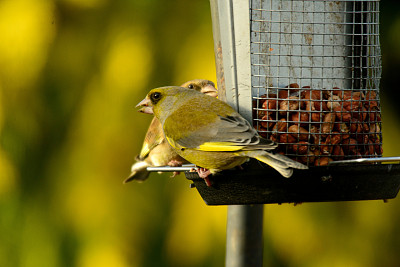 “小金翅”图片下载