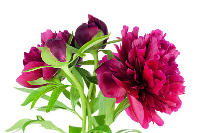 红牡丹花束图片下载