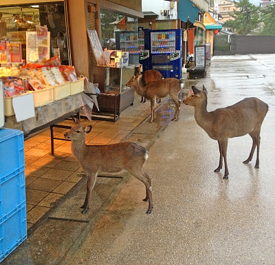 在日本广岛宫岛的商业街，鹿群在等待游客和当地人喂食图片下载