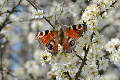 Inachis我图片下载