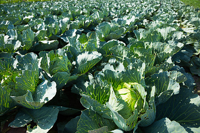 卷心菜领域图片下载
