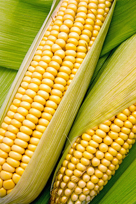 玉米叶子之间图片下载