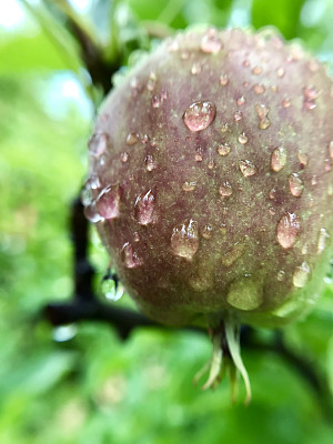 树上的苹果图片下载