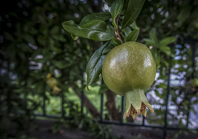 一个绿色的石榴图片下载