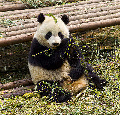 大熊猫素材图片