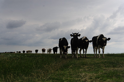 弗里斯兰的好奇牛图片下载